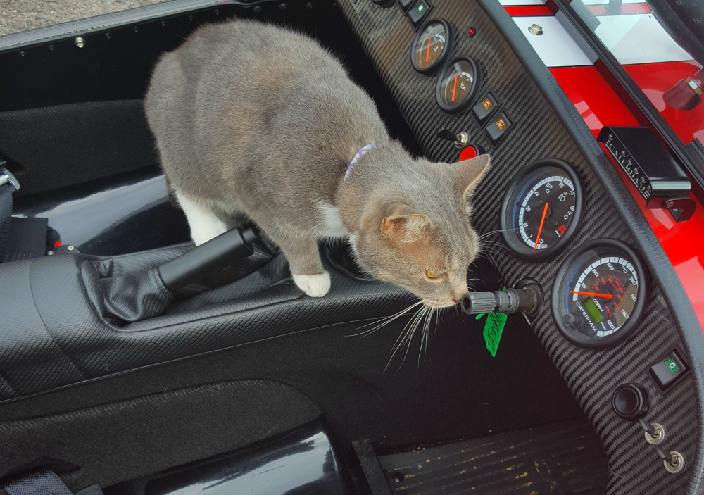 cat in caterham