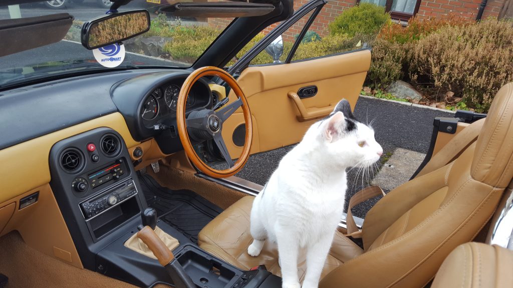 Cat in the front seat of an imported MX-5, i.e. the Eunos Roadster